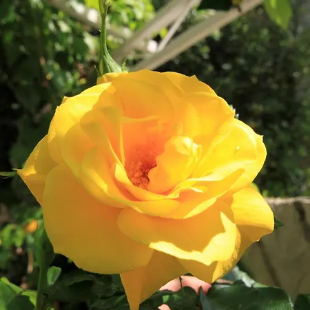 Lejlighed By The Sea Ivan Dolac, Hvar - 8711 Jelsa (Hvar)